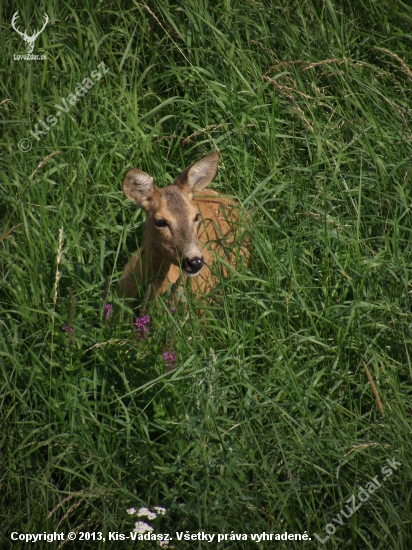 Slečinka :)