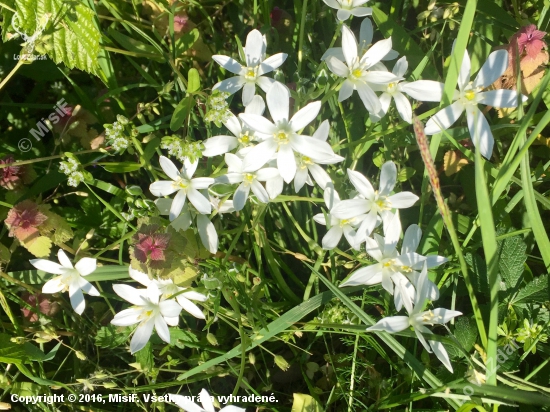 Bledavka chocholikatá alebo okolikatá / ornitogalum umbellatum