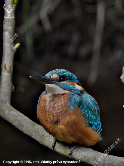 Ledňáček říční - Alcedo atthis