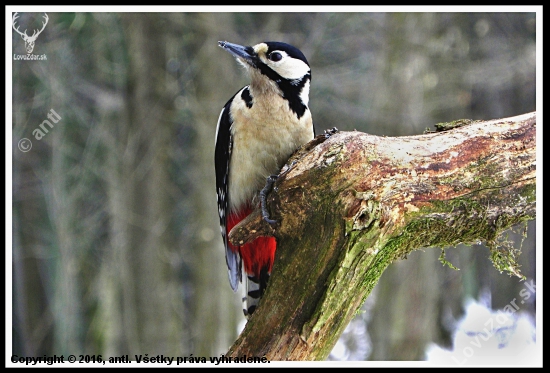 Dendrocopus major