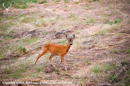 Srna lesná (Capreolus capreolus)