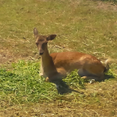 obedňajšia siesta