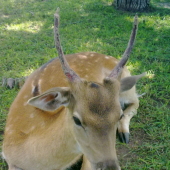 takmer vytlčený