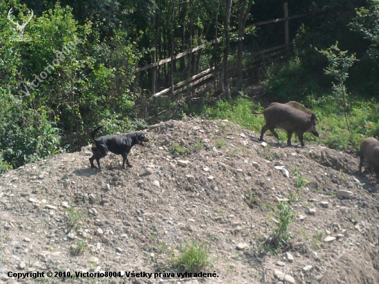 Cezar v oplotku.