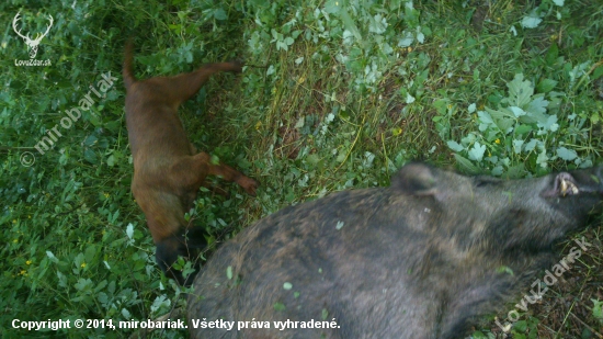 úspešná a výborná dohľadávka