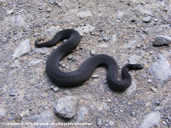 Vretenica severná (Vipera berus)