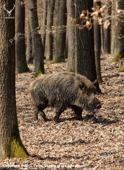 Prechádzka