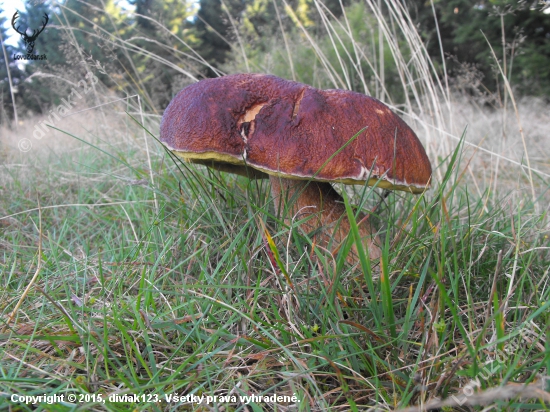 Hrib smrekový-Boletus edulis.