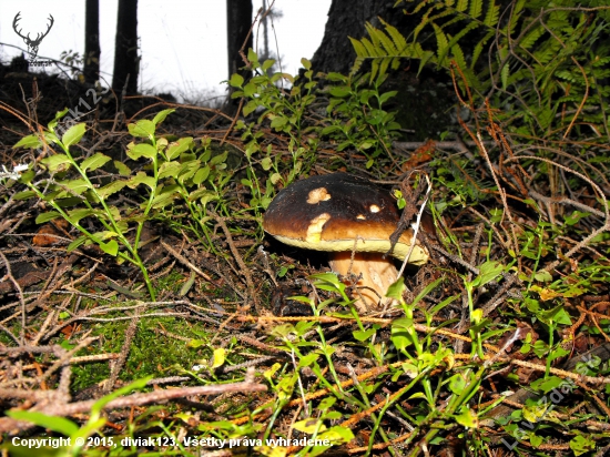 Hrib smrekový-Boletus edulis.