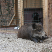 KEBY MA NEZABILI TAK FARBIARKU STRAZIM DODNES