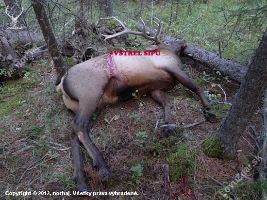 KAMARATOV  ULOVOK S KLADKOVYM LUKOM