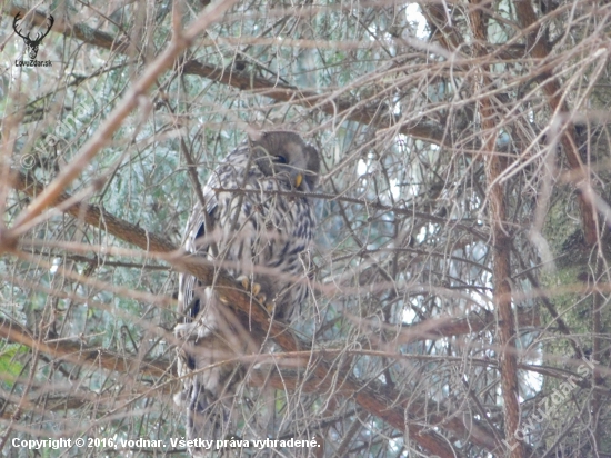 sova lesná (Strix aluco)