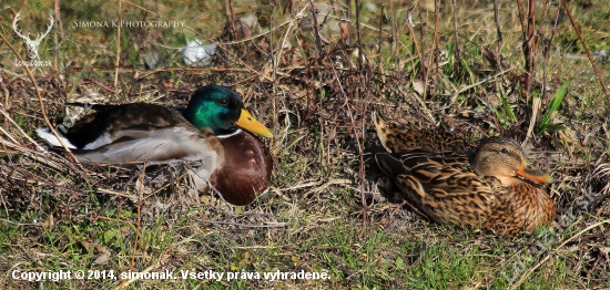 Odpočinok