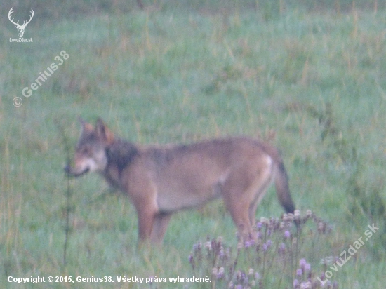 Vulpes vulpes