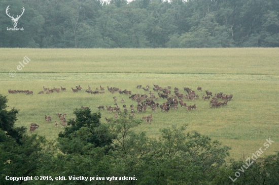 Hontianske Serengeti