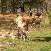 richmond park,londyn