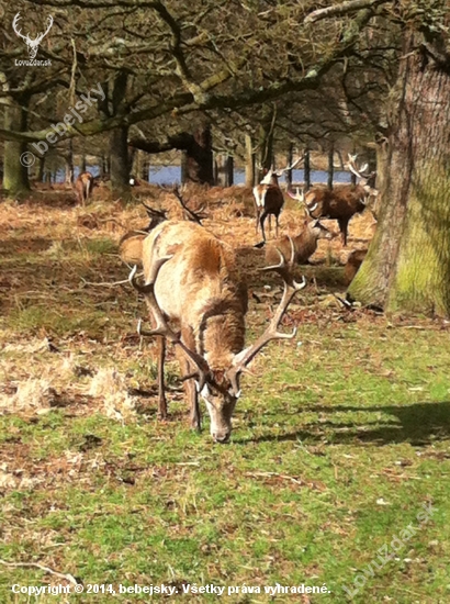 richmond park,londyn