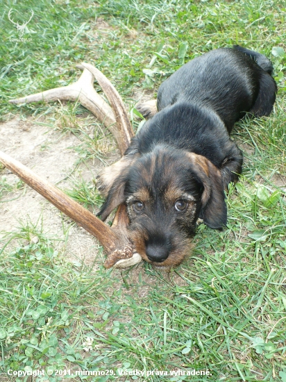 Chip-chs. Kršlenica