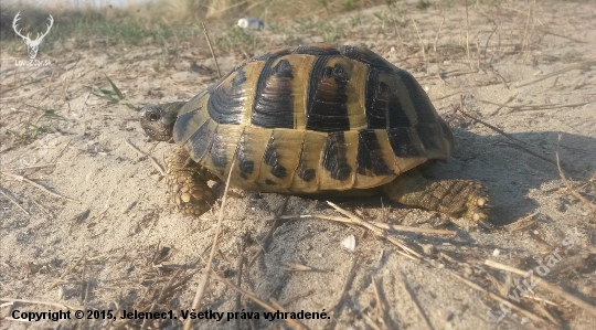 korytnačka aký je to druh ?