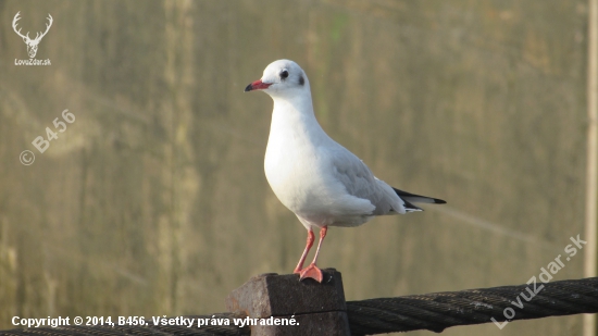 čajka