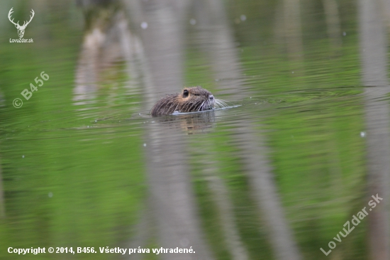 nutria riečna