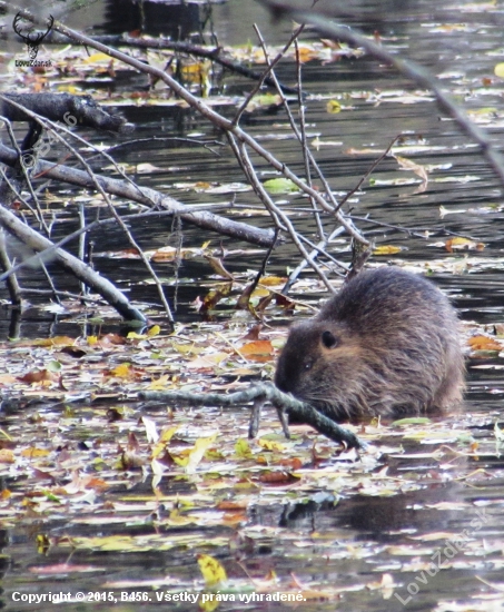 nutria riečna