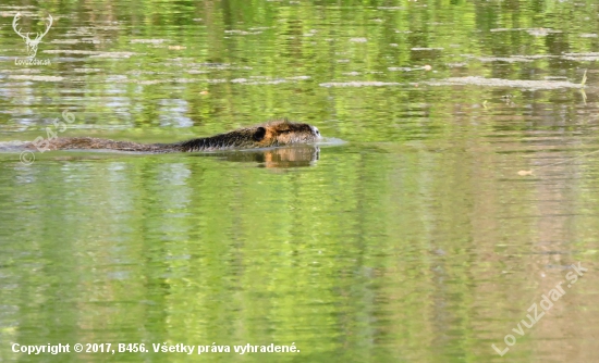 Nutria