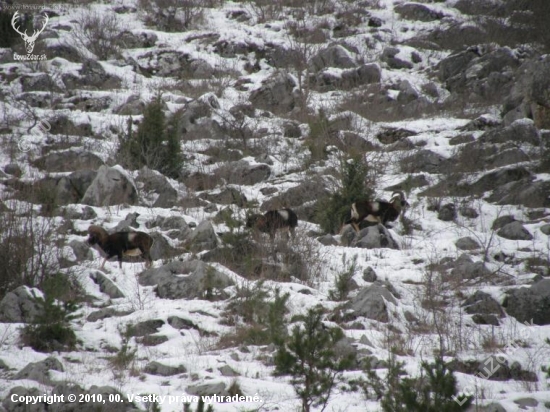 Plešivecká planina