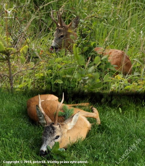 Ulovený fotoaparátom aj guľovnicou