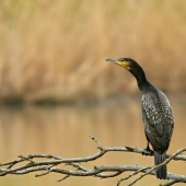 kormoran