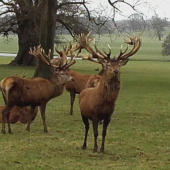 Woburn deer park v Anglii