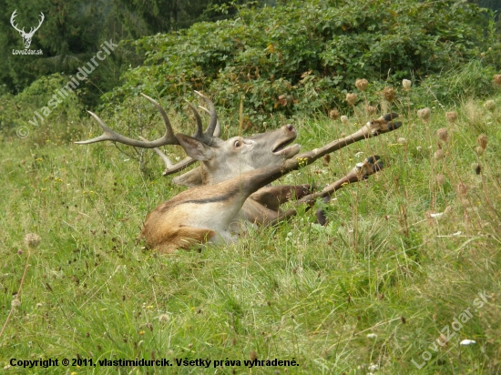 Takto trpel poranený kráľ našich lesov