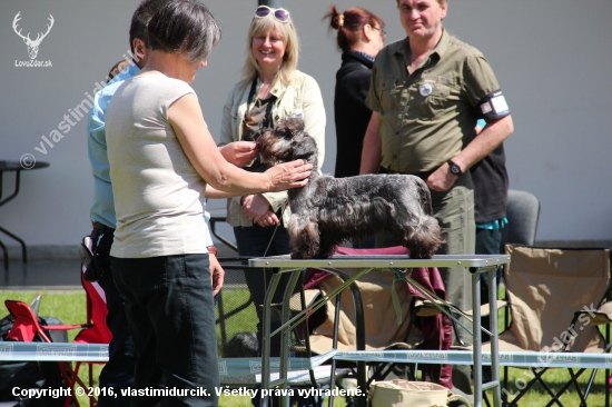 naša nádej na Med. dňoch Českých teriérov 6.-8.5.2016 Telč( účasť 8 štátov ) -CZ. K