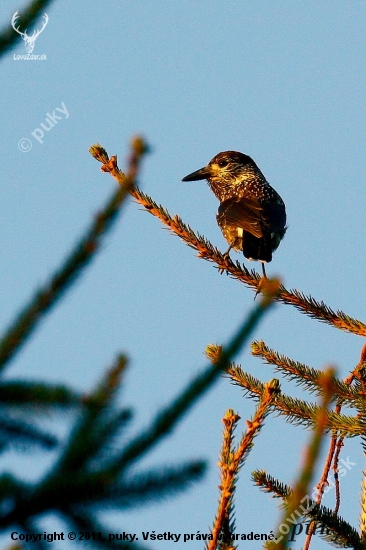 oresnica perlovana