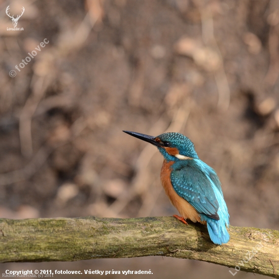 Alcedo atthis (sameček)