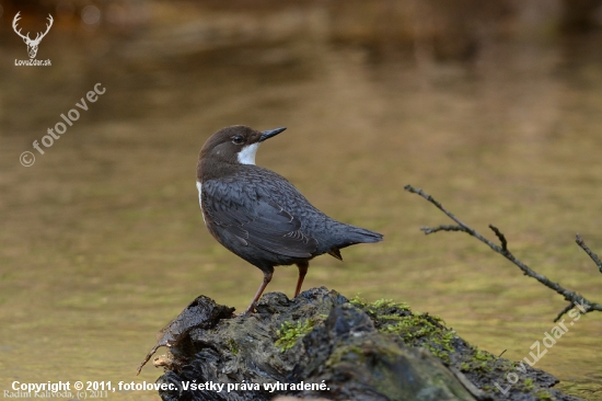 Skorec vodní / Vodnár potočný / Cinclus cinclus