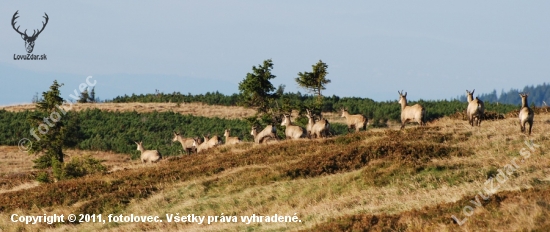 První setkání s kamzíky v Jeseníkách