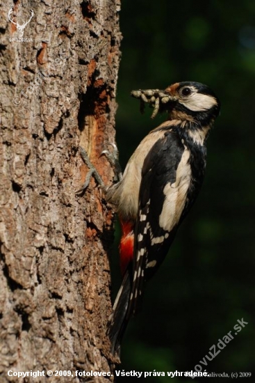 Mamka při krmení, Dendrocopos major