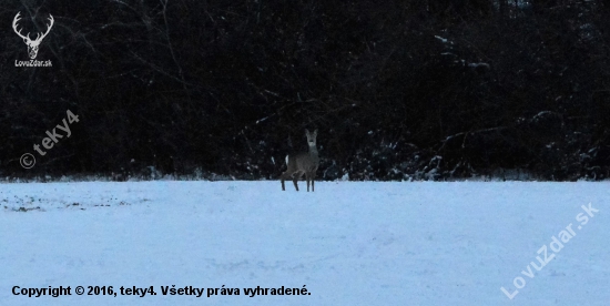 Odlovená foťákom