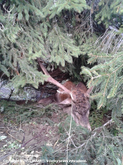 Kráľ Rakytova zhasína