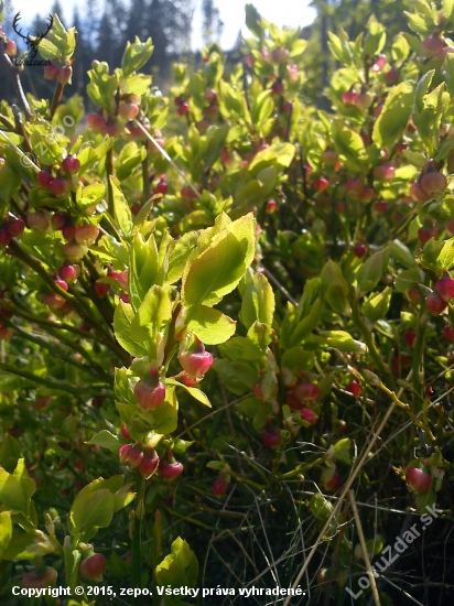 Vaccinium  myrtillus