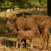 bison slovakia