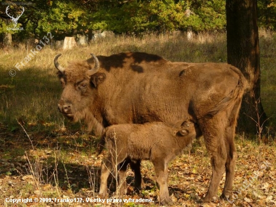 bison slovakia