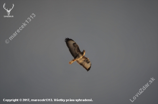 Buteo