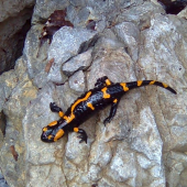 salamandra škvrnitá