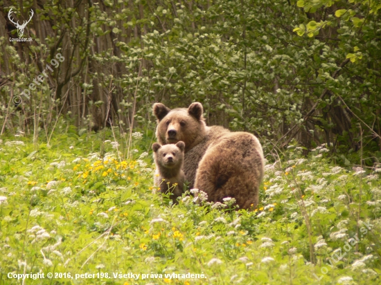 Medvedica a prirastok