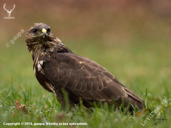 (Buteo buteo)