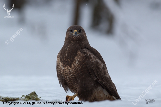 (Buteo buteo)