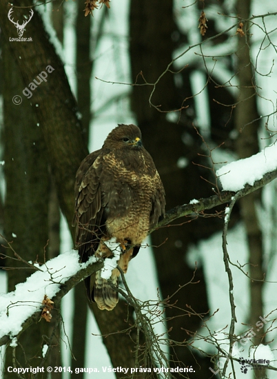 (Buteo buteo)