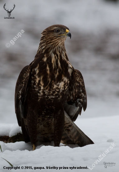 (Buteo buteo)